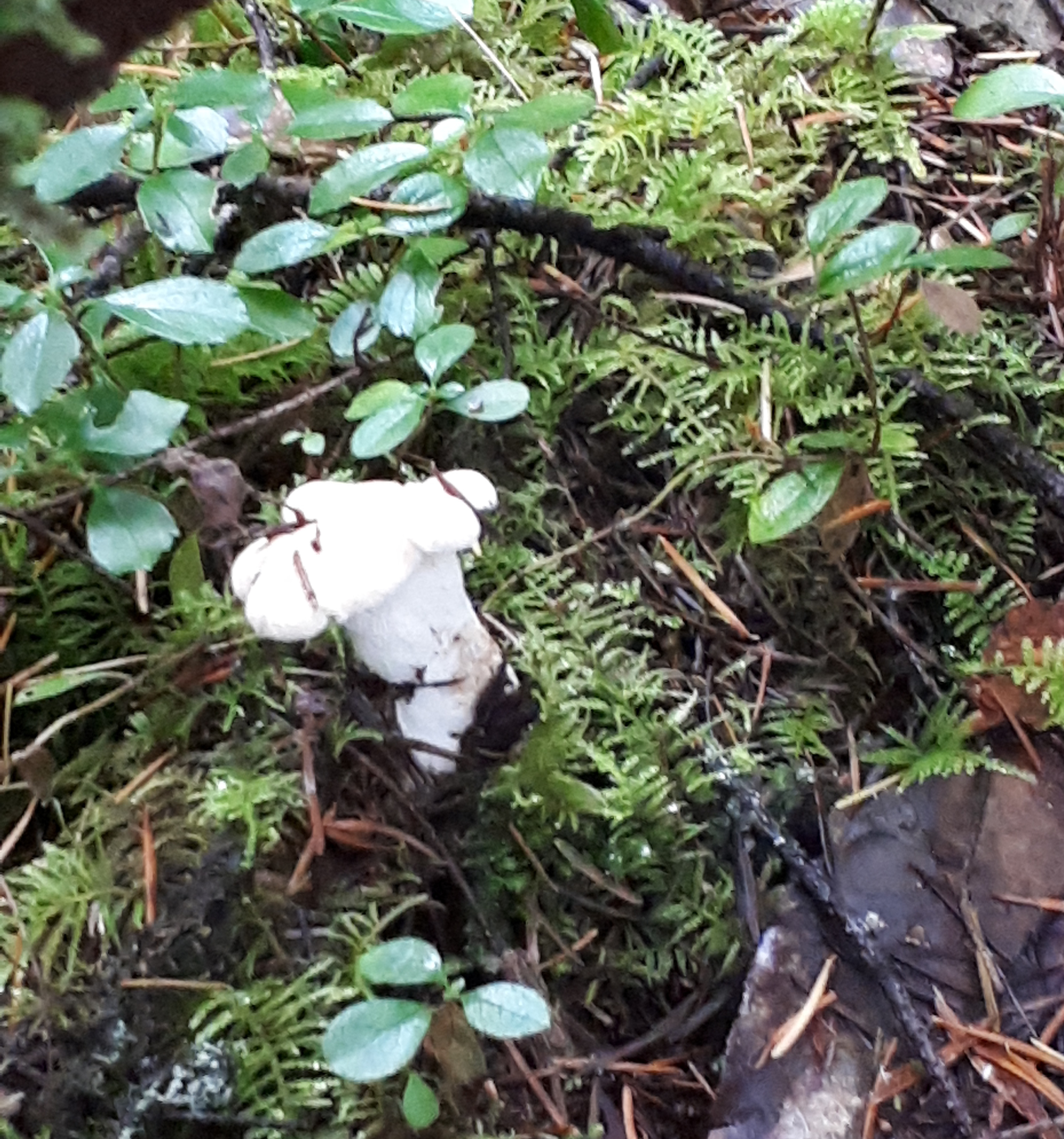 wild mushroom hunting