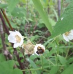 a bee nestled in a flower