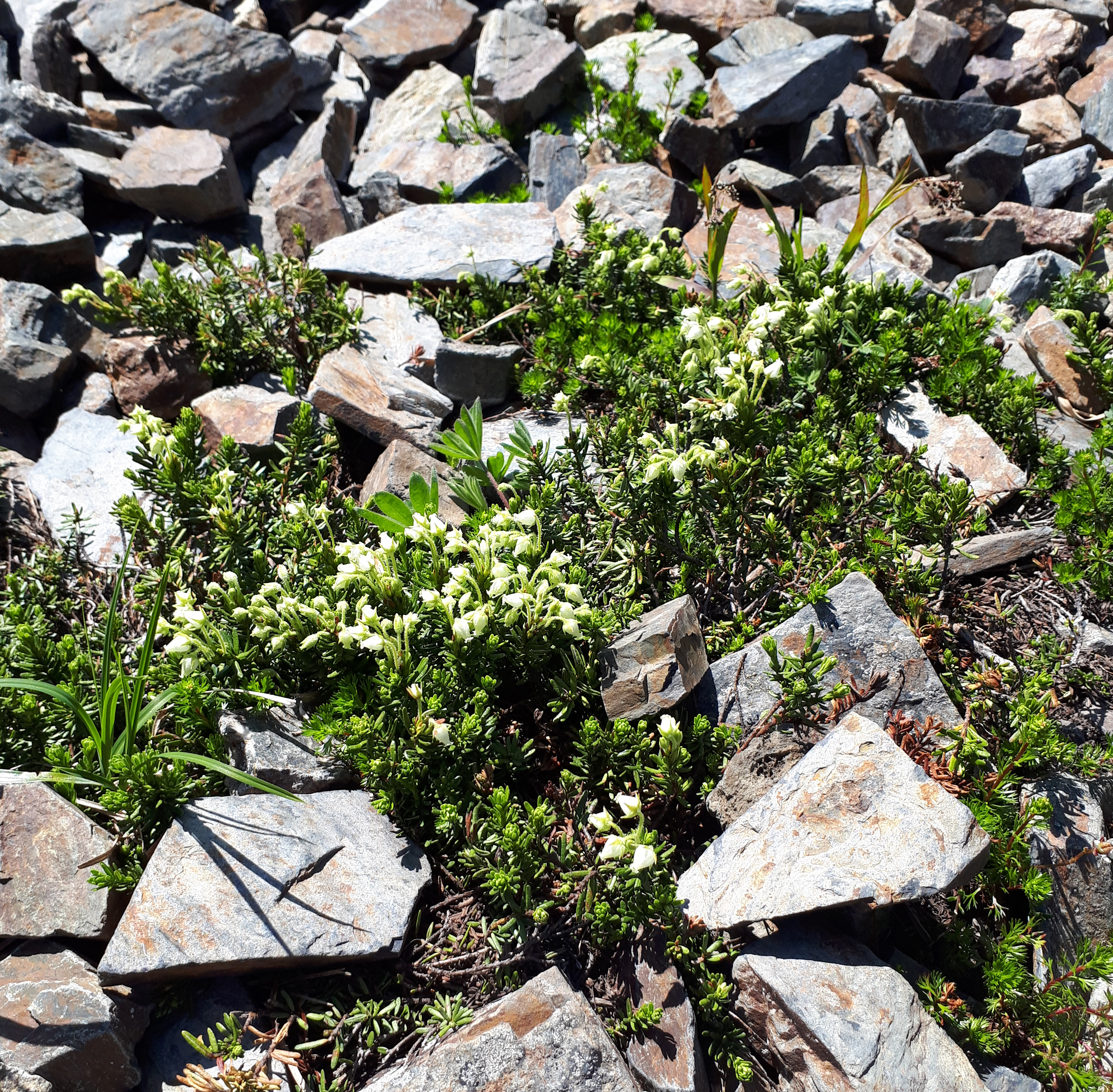 alpine meadow flowers